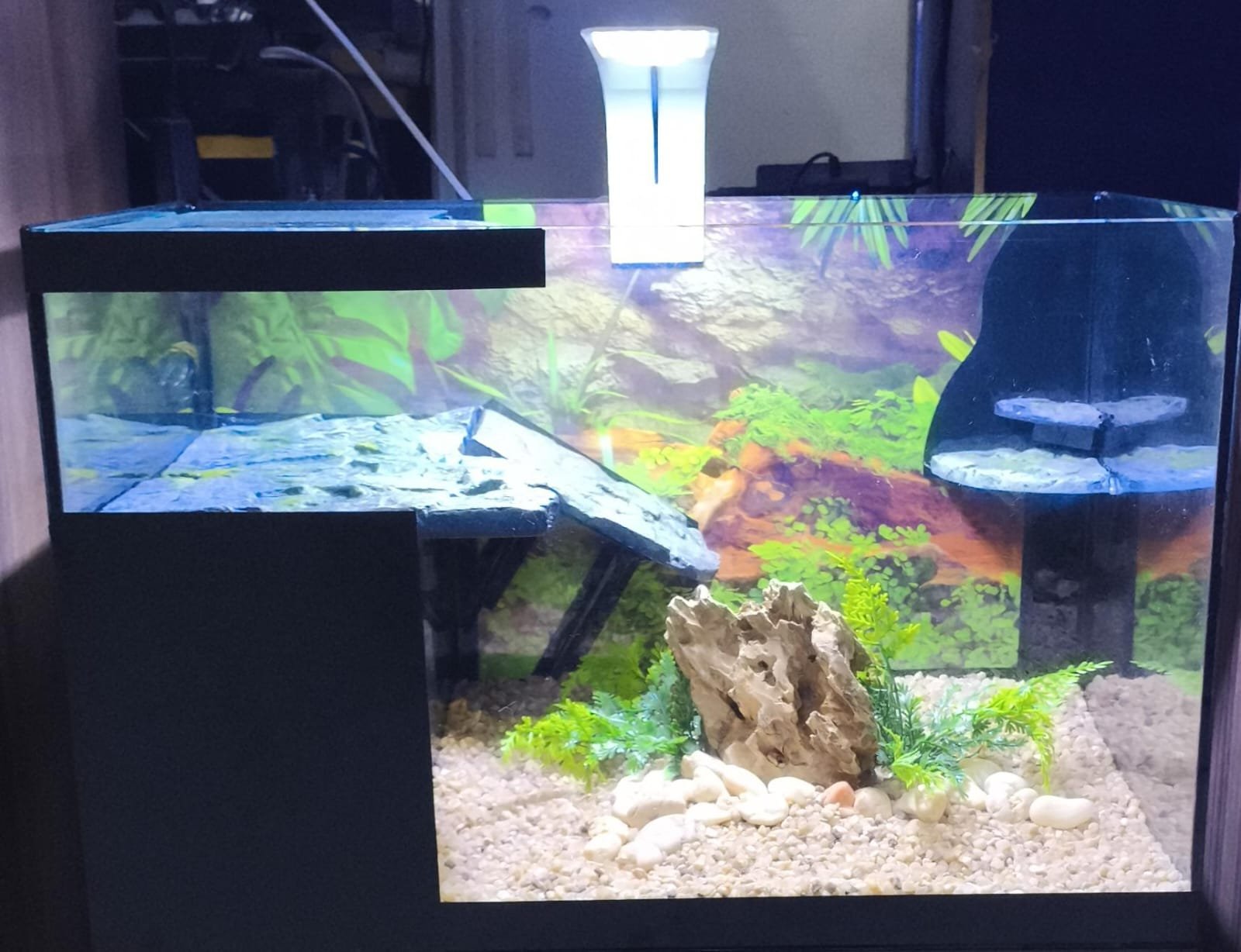 Aquaterrario decorado com área aquática e plataforma seca